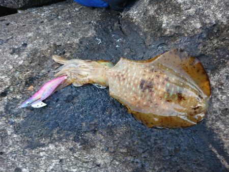 ようやく複数釣果